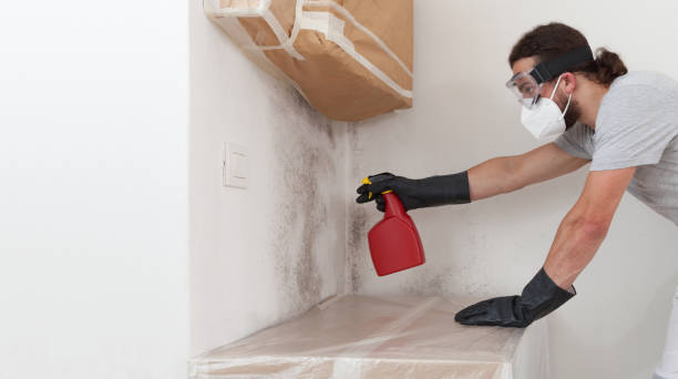 Professional Attic Mold Remediation technician working in Wenham, MA
