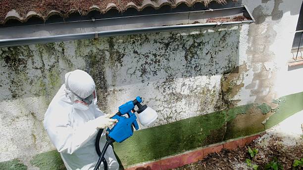Top rated local Attic Mold Remediation specialists in Wenham, MA